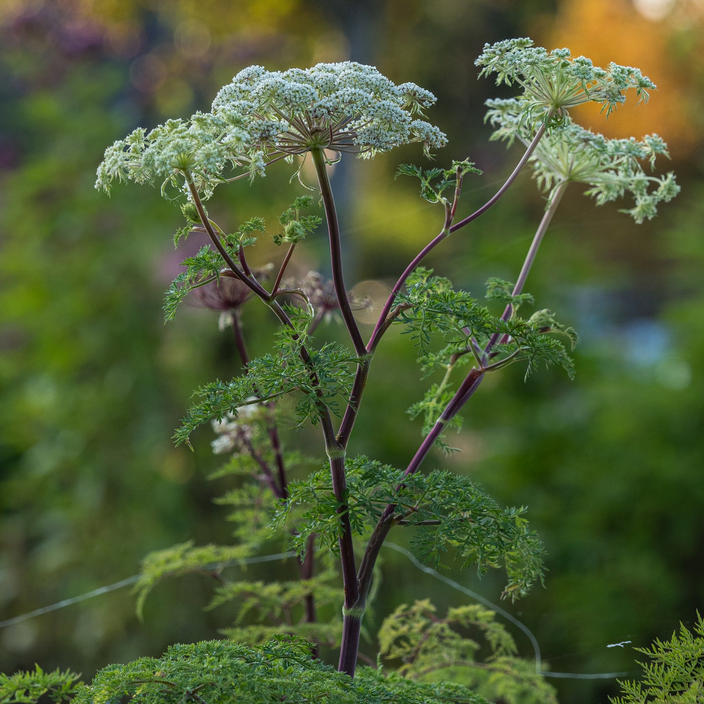 Ligusticopsis wallichiana - Hardy's Cottage Garden Plants