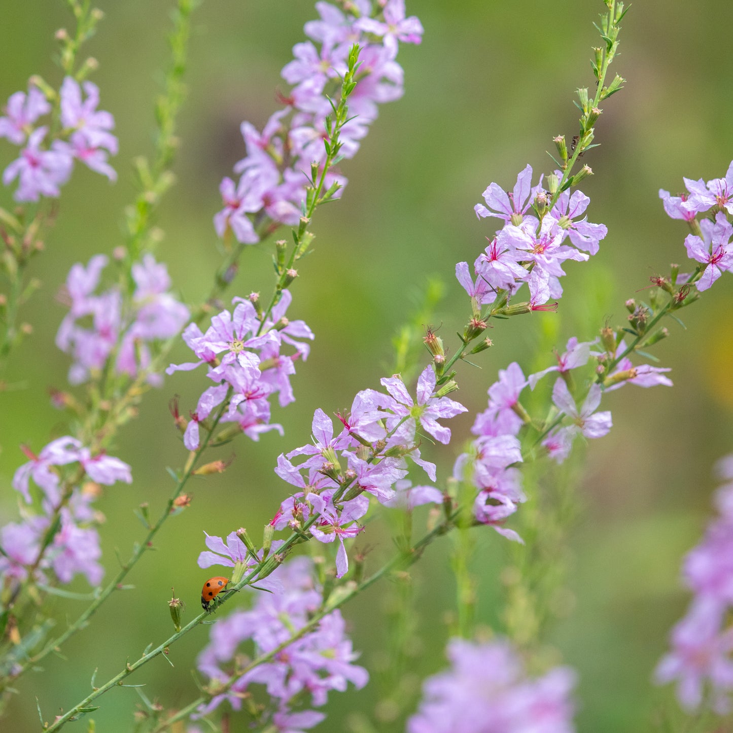 Lythrum salicaria 'Lilac Swirl' - Hardy's Cottage Garden Plants