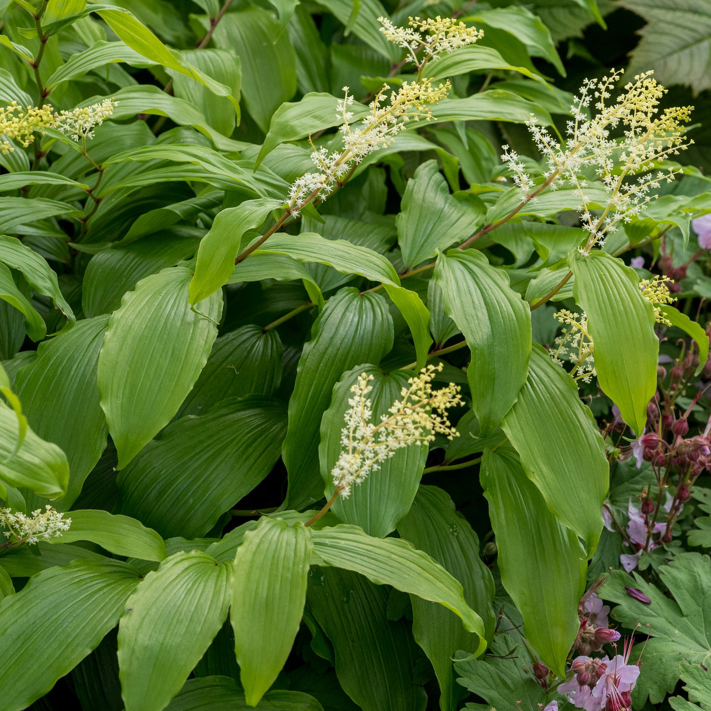 Maianthemum paniculatum - Hardy's Cottage Garden Plants