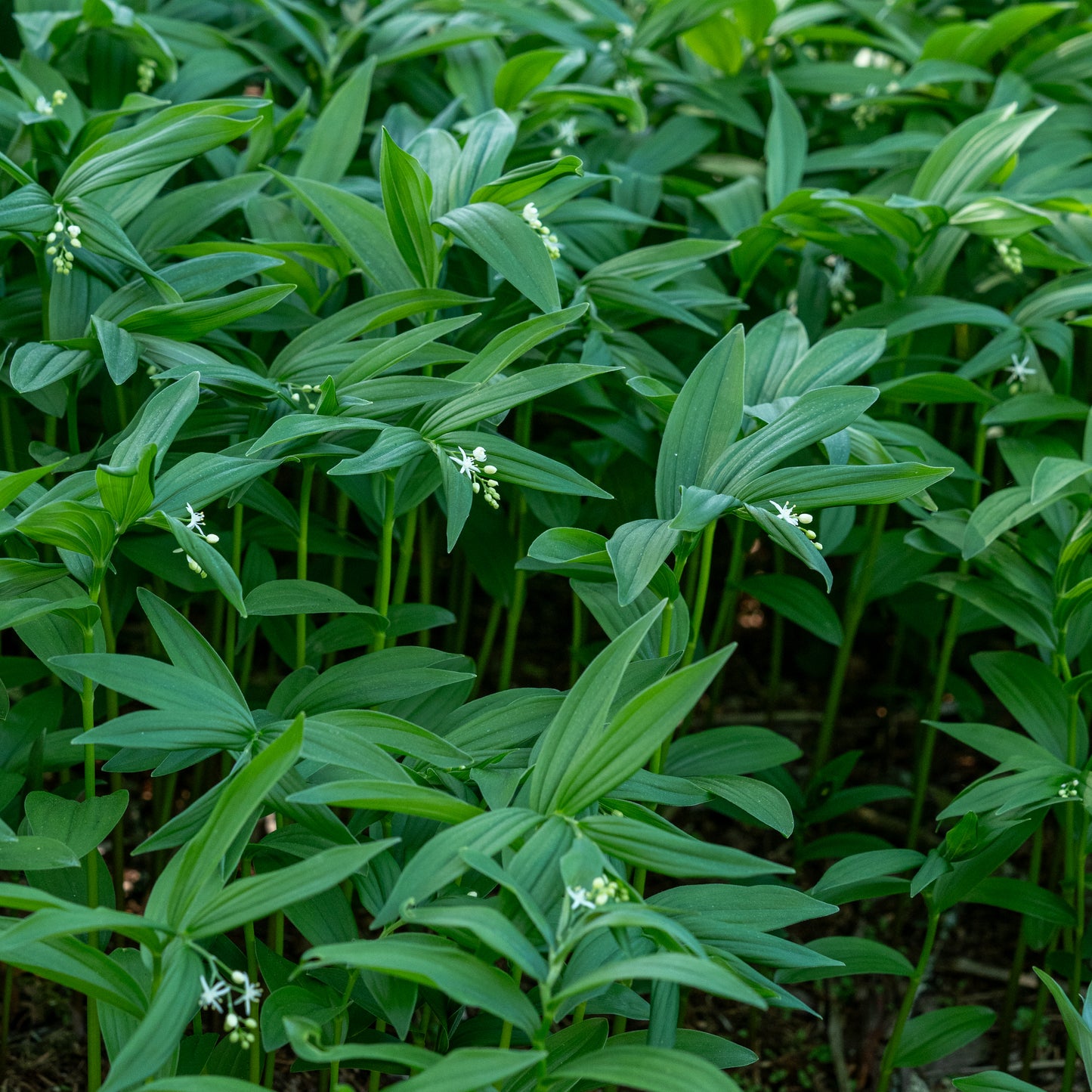 Maianthemum stellatum - Hardy's Cottage Garden Plants