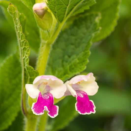 Melittis melissophyllum 'Royal Velvet Distinction' PBR - Hardy's Cottage Garden Plants