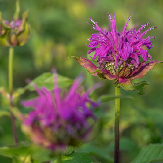 Monarda 'Prarienacht' - Hardy's Cottage Garden Plants