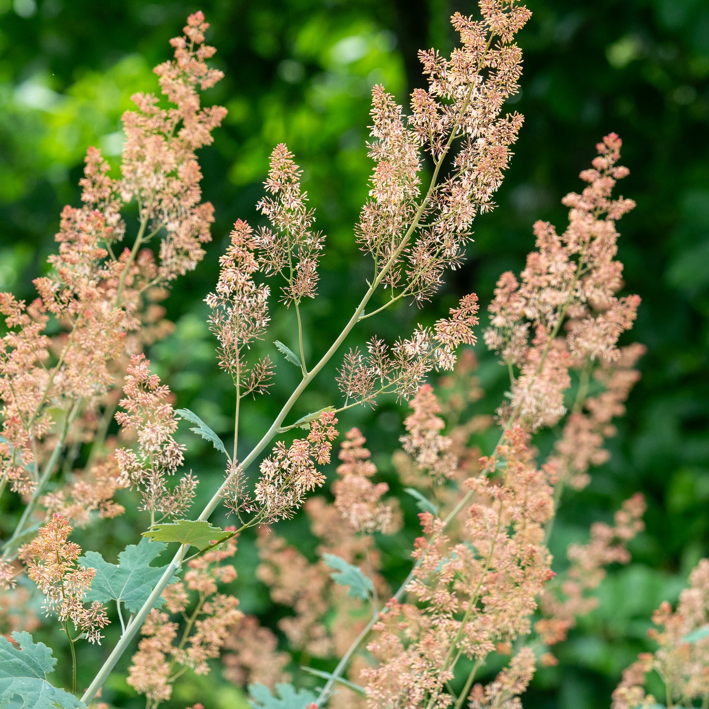 Macleaya microcarpa 'Spetchley Ruby'