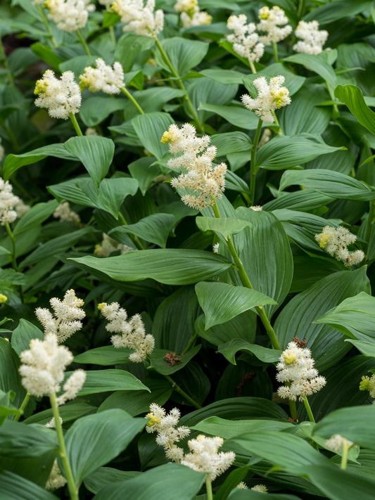 Maianthemum racemosum - Hardy's Cottage Garden Plants
