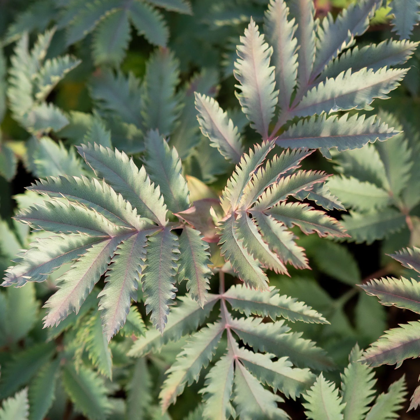 Melianthus major Purple Leaved – close-up of glaucous blue-green pinnate foliage with purple midribs and toothed leaflets