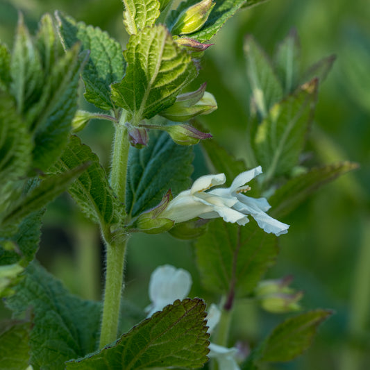 Melittis melissophyllum white-flowered - Hardy's Cottage Garden Plants