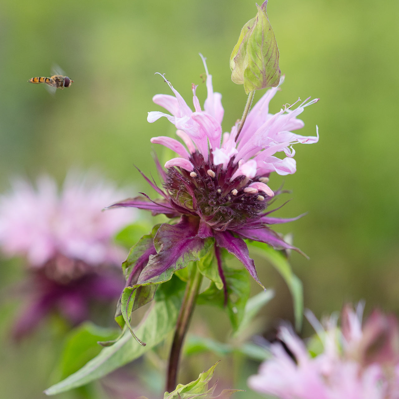 Monarda 'Beauty of Cobham'