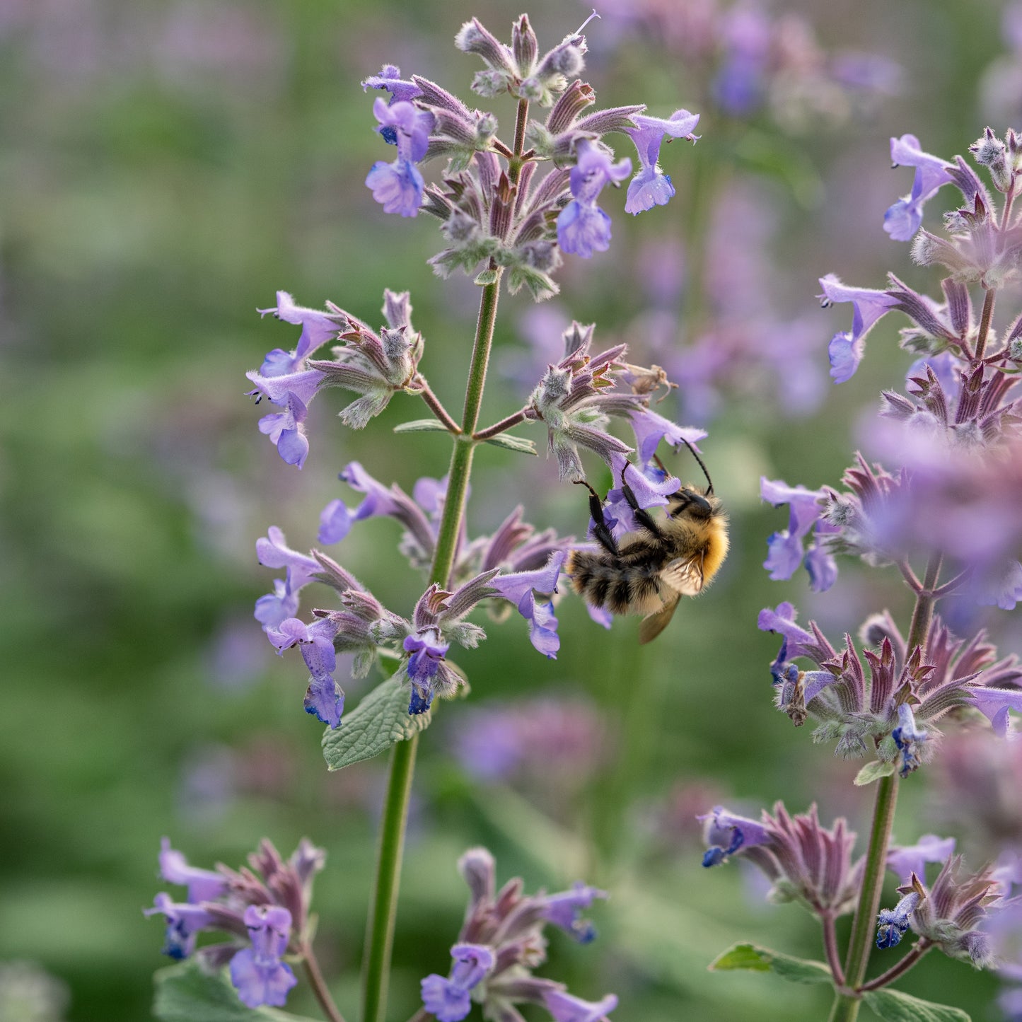Nepeta grandiflora 'Summer Magic' PBR - Hardy's Cottage Garden Plants