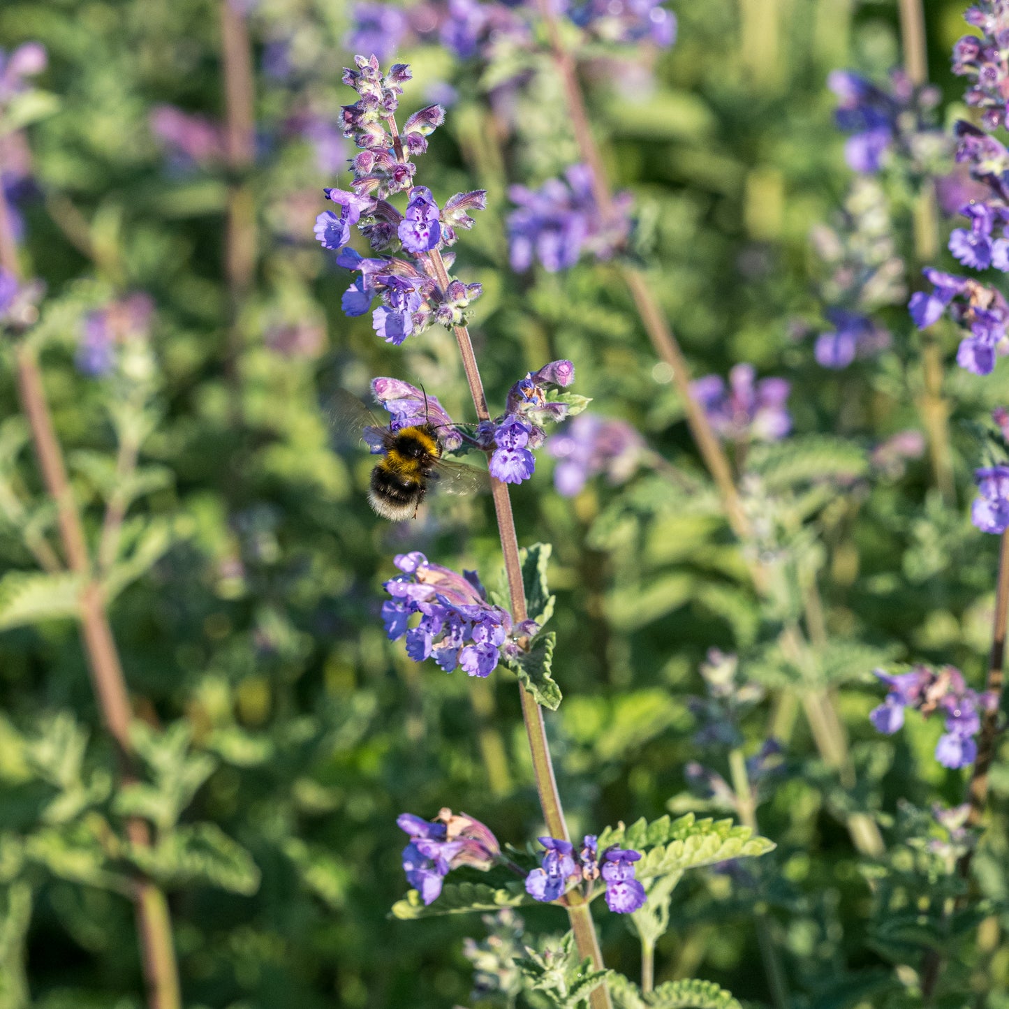 Nepeta racemosa 'Walker's Low' - Hardy's Cottage Garden Plants