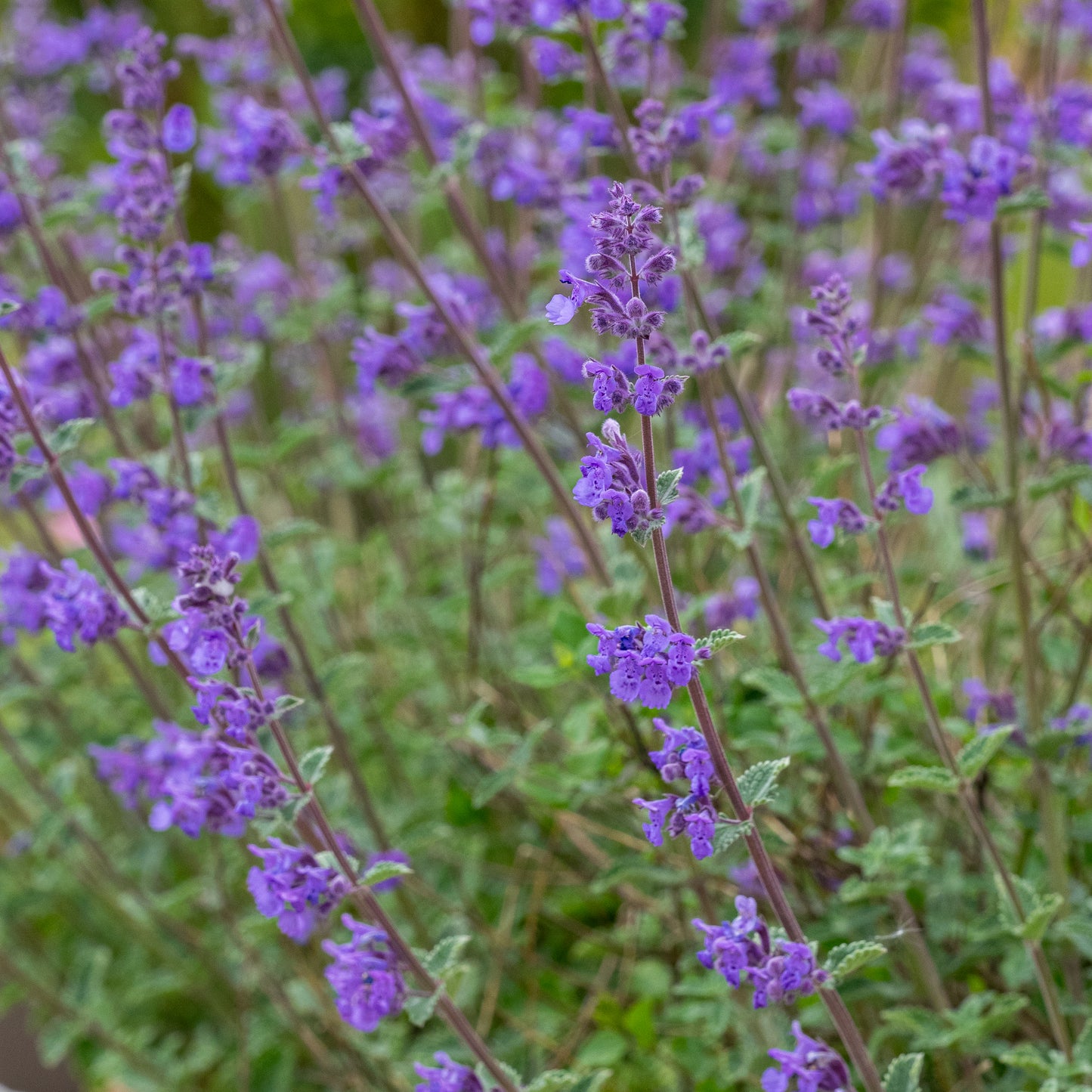 Nepeta 'Chettle Blue'