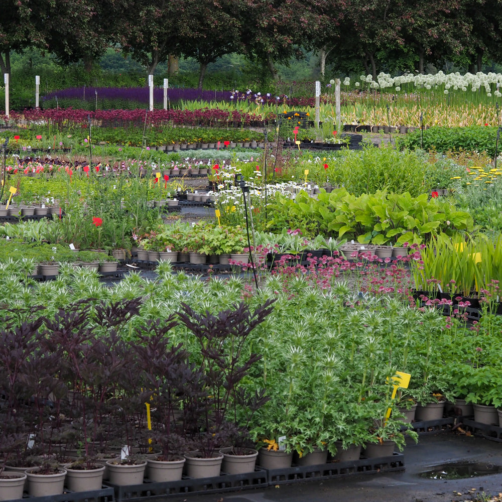 Behind the scene tours 25 June 2026 - Hardy's Cottage Garden Plants