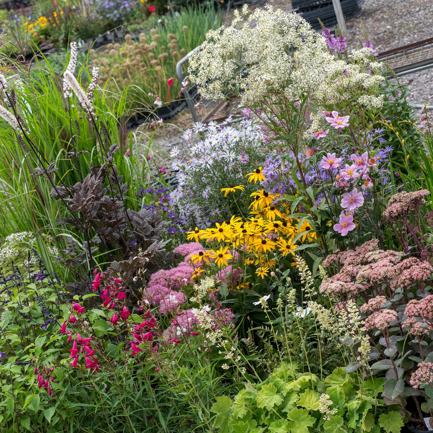 Ashwood Specialist Autumn Plant Fair