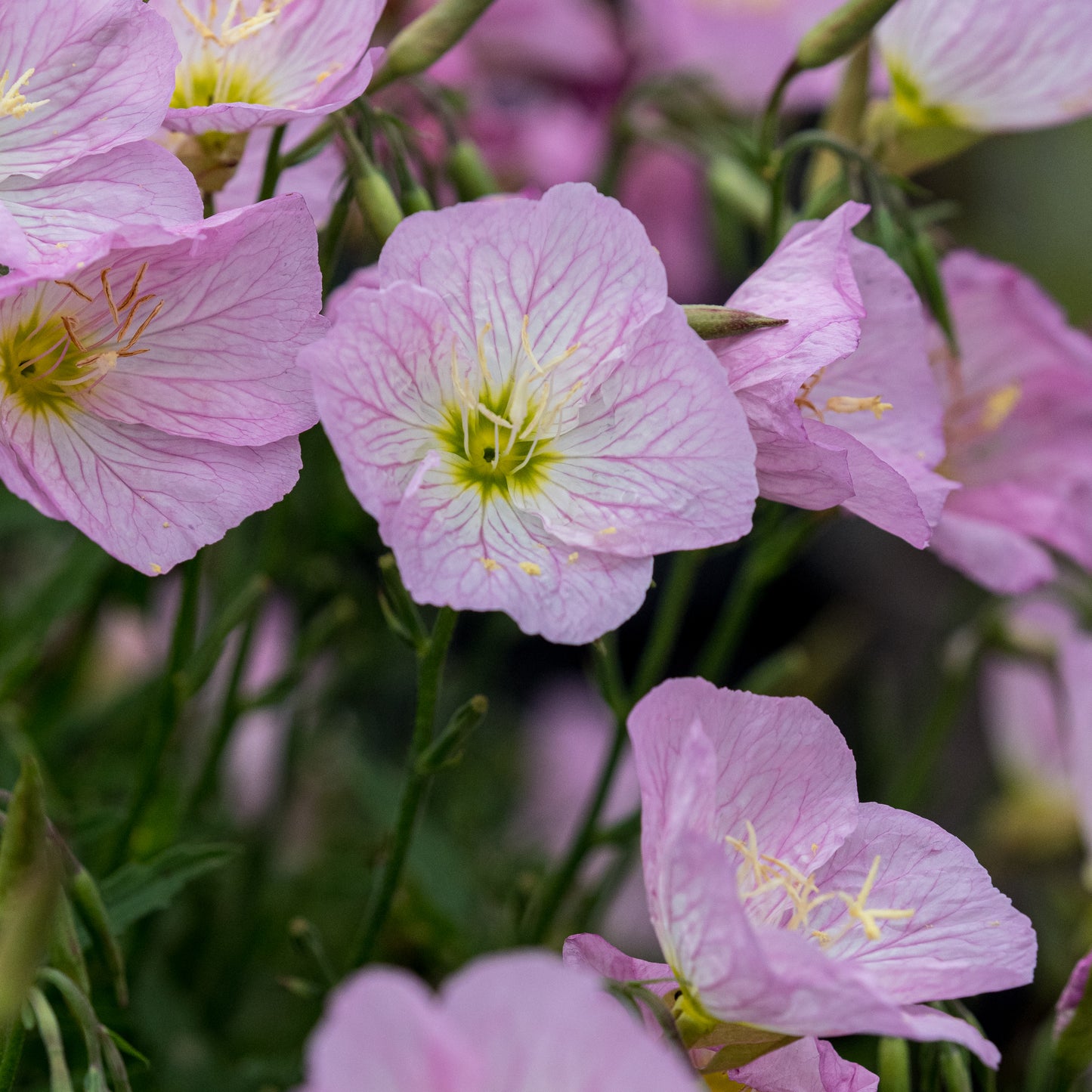Oenothera speciosa Twilight ('Turner01'PBR) (v)