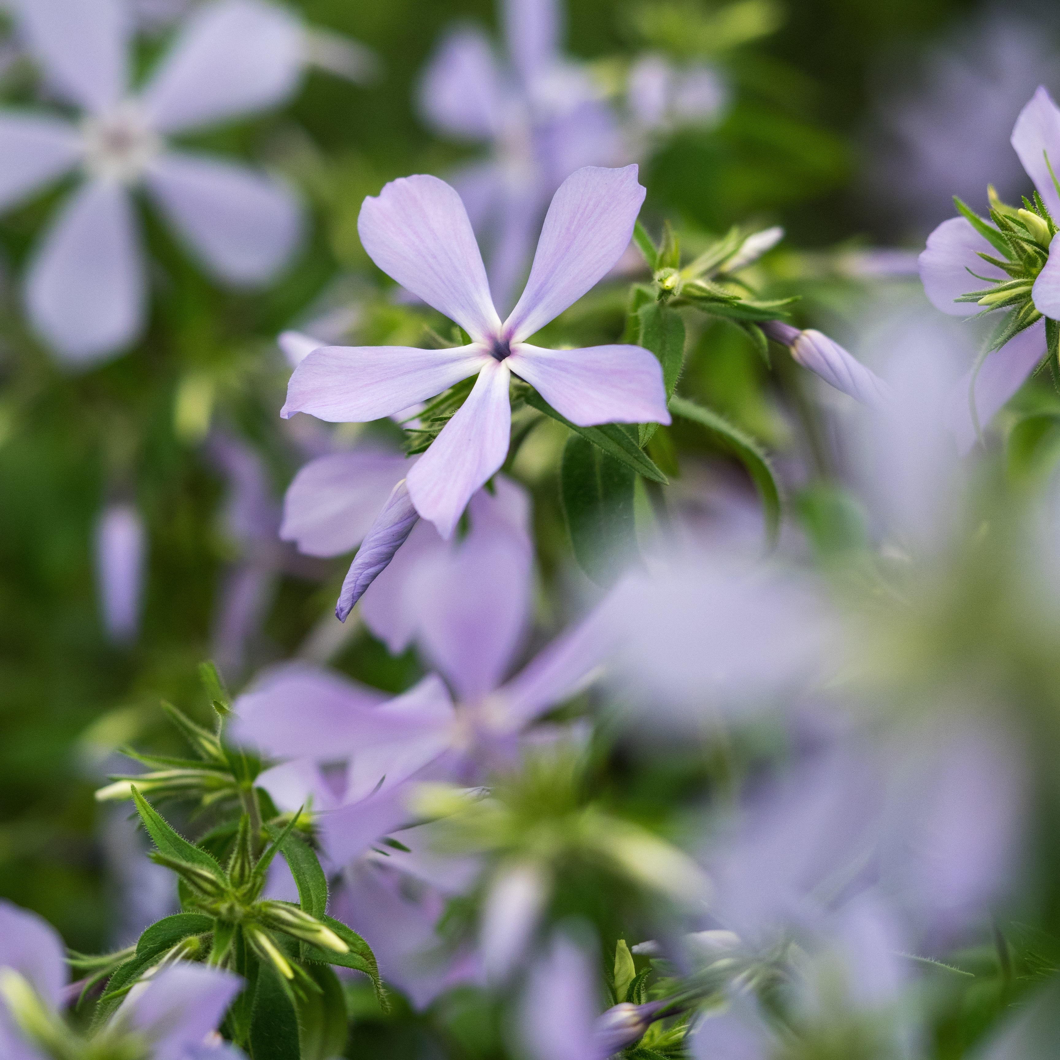 no.0209 スノーフレークとターコイズフラワー Phlox divaricata 'Clouds of Perfume'