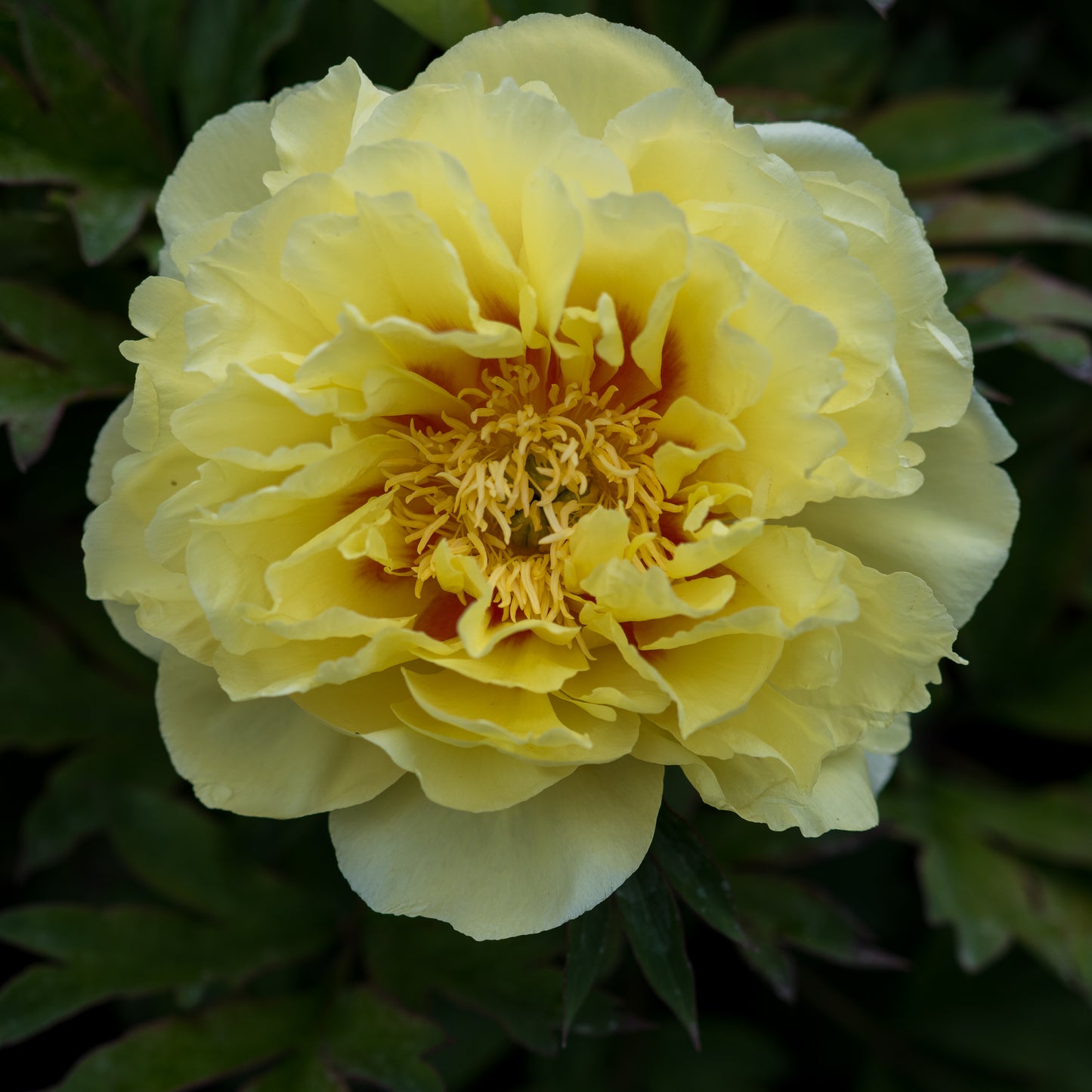 Paeonia 'Bartzella'