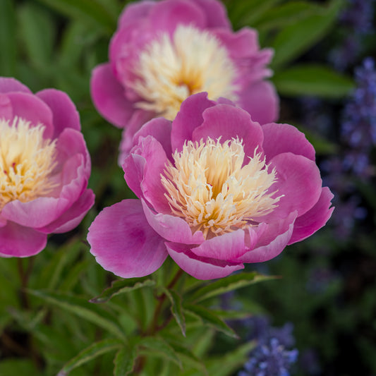 Paeonia lactiflora 'Bowl of Beauty' - Hardy's Cottage Garden Plants