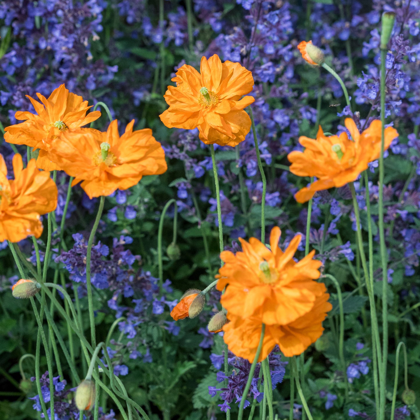 Papaver rupifragum
