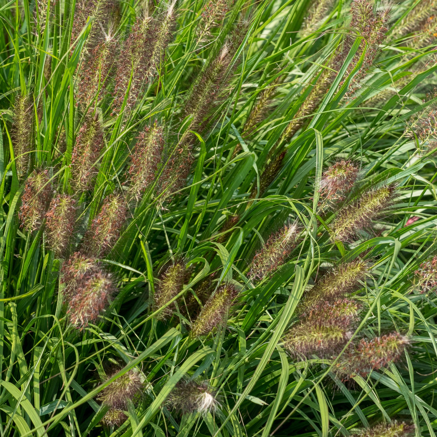 Pennisetum alopecuroides 'Red Head'
