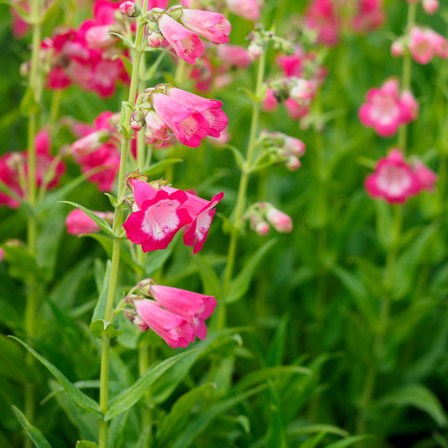 Penstemon 'Flamingo'