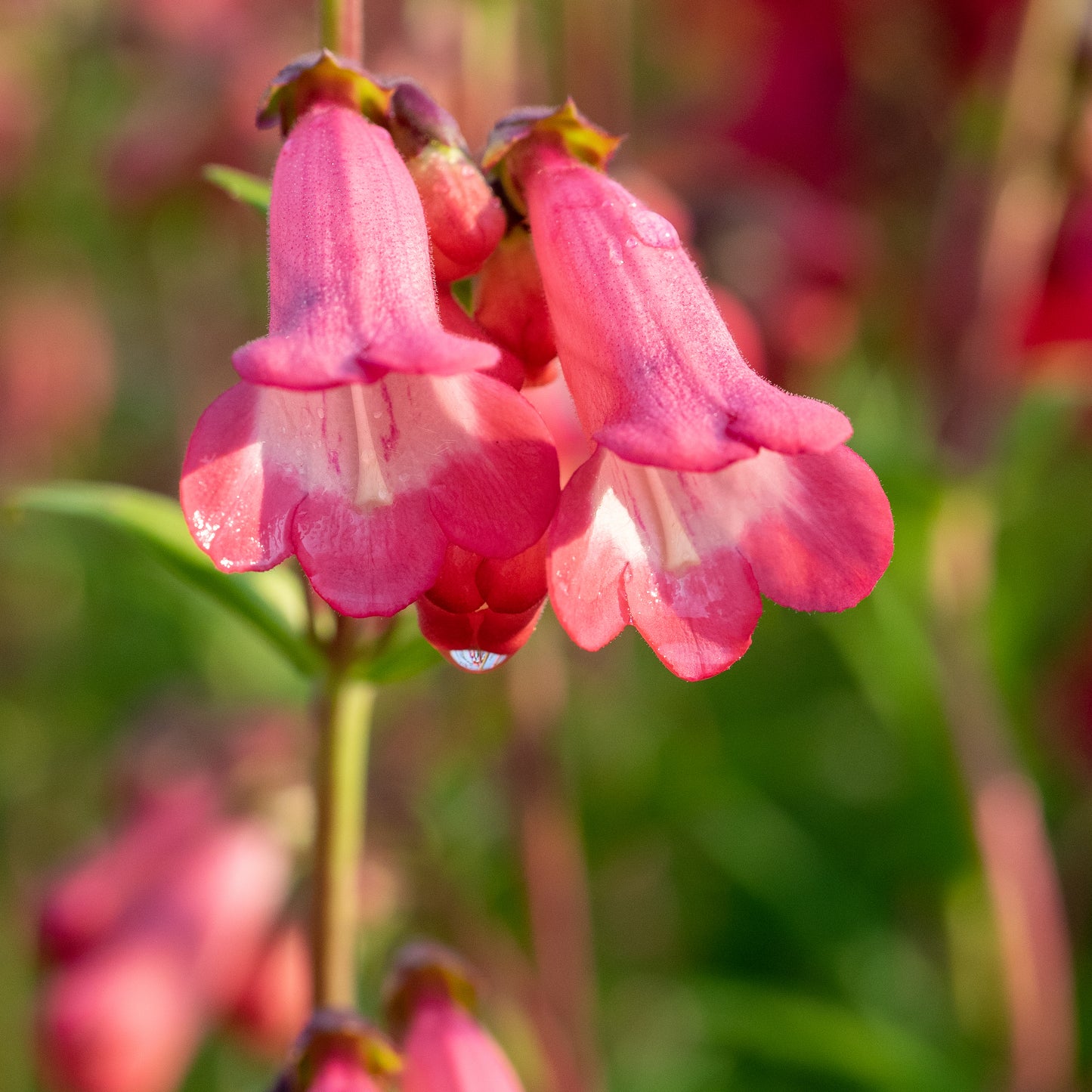 Penstemon 'Pennington Gem'