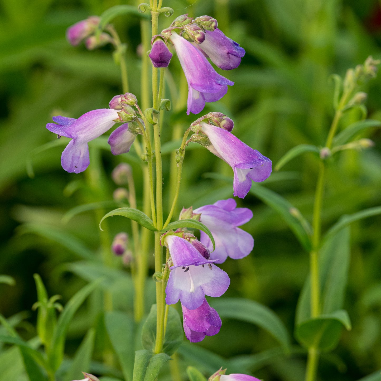 Penstemon 'Alice Hindley' - Hardy's Cottage Garden Plants