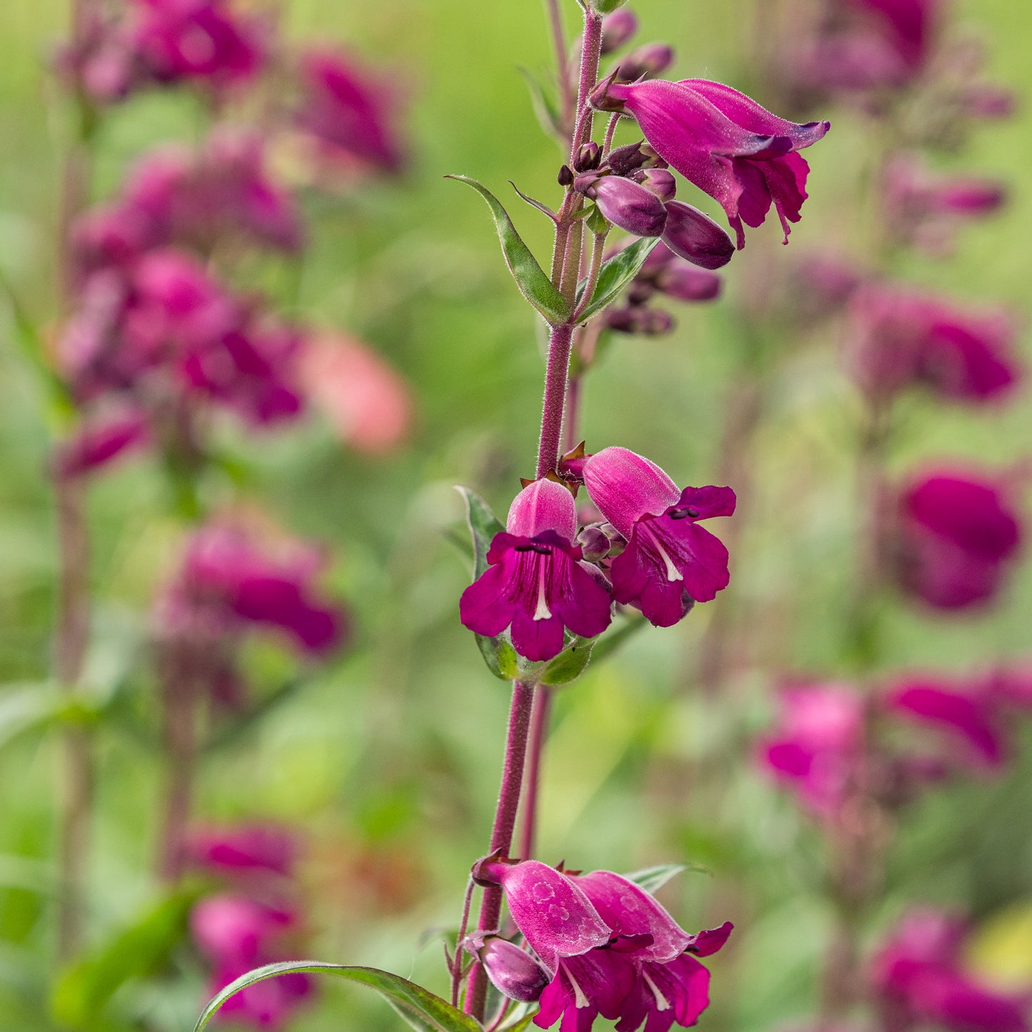 Penstemon 'Midnight'