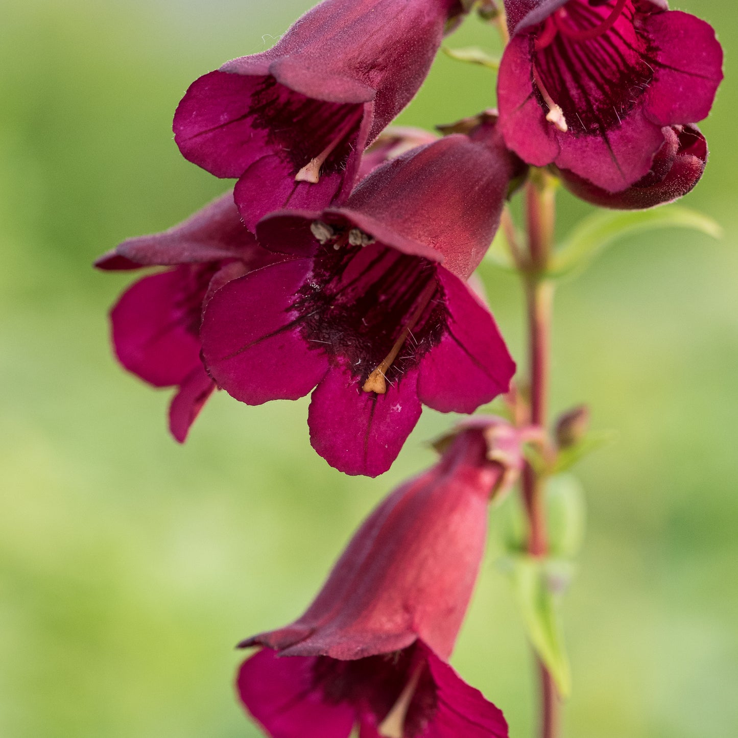 Penstemon 'Rich Ruby'