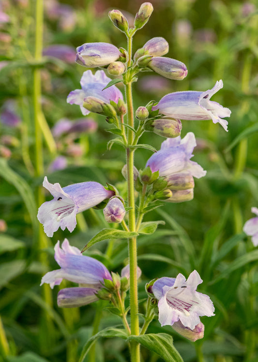 Penstemon 'Stapleford Gem' - Hardy's Cottage Garden Plants