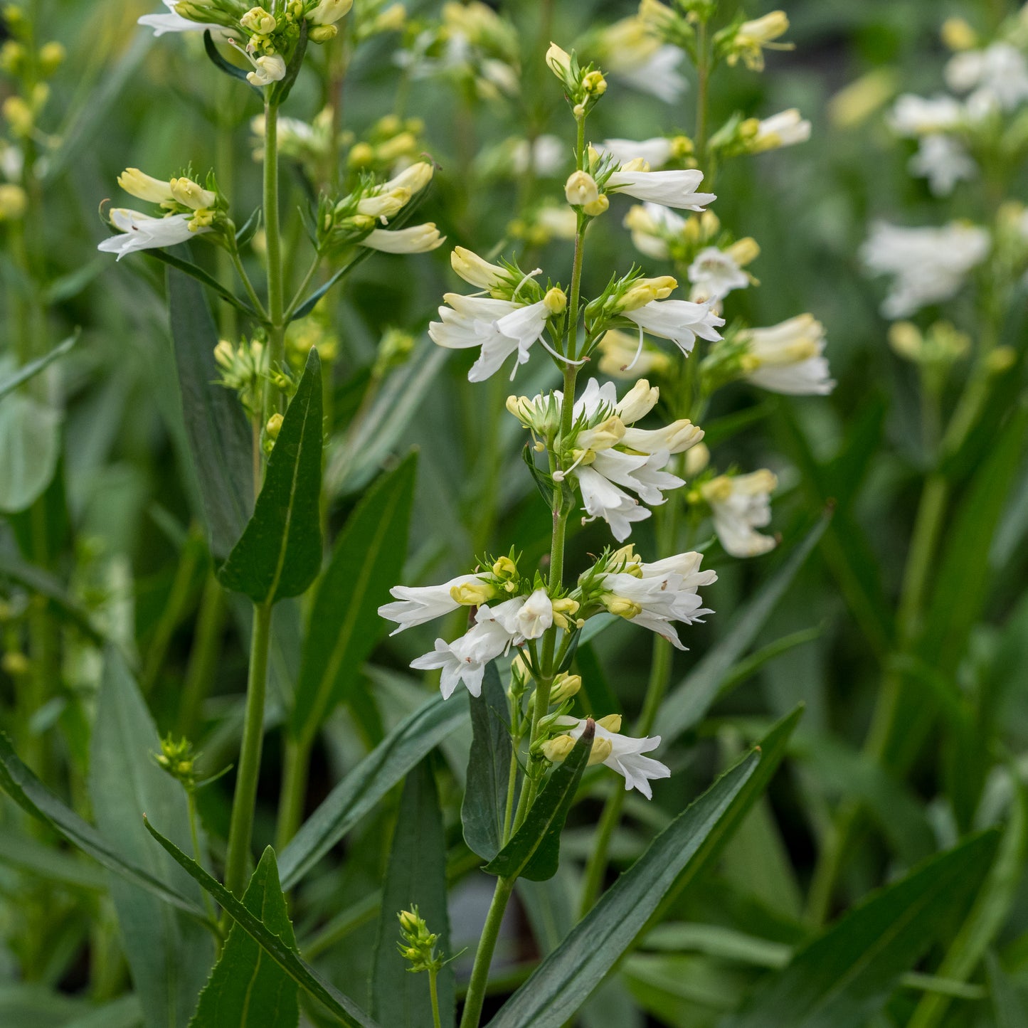 Penstemon glaber 'Roundway Snowflake' - Hardy's Cottage Garden Plants