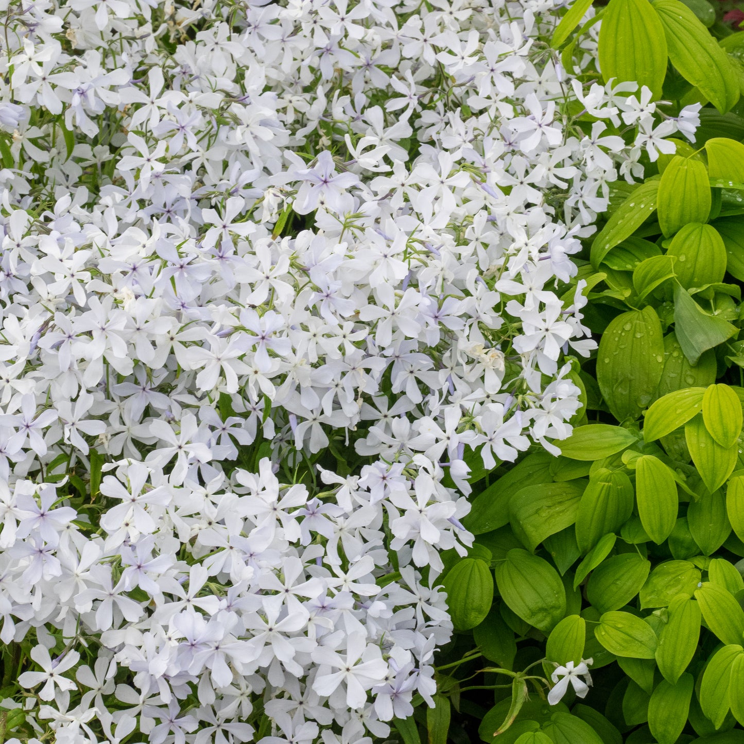 Phlox divaricata 'White Perfume' - Hardy's Cottage Garden Plants