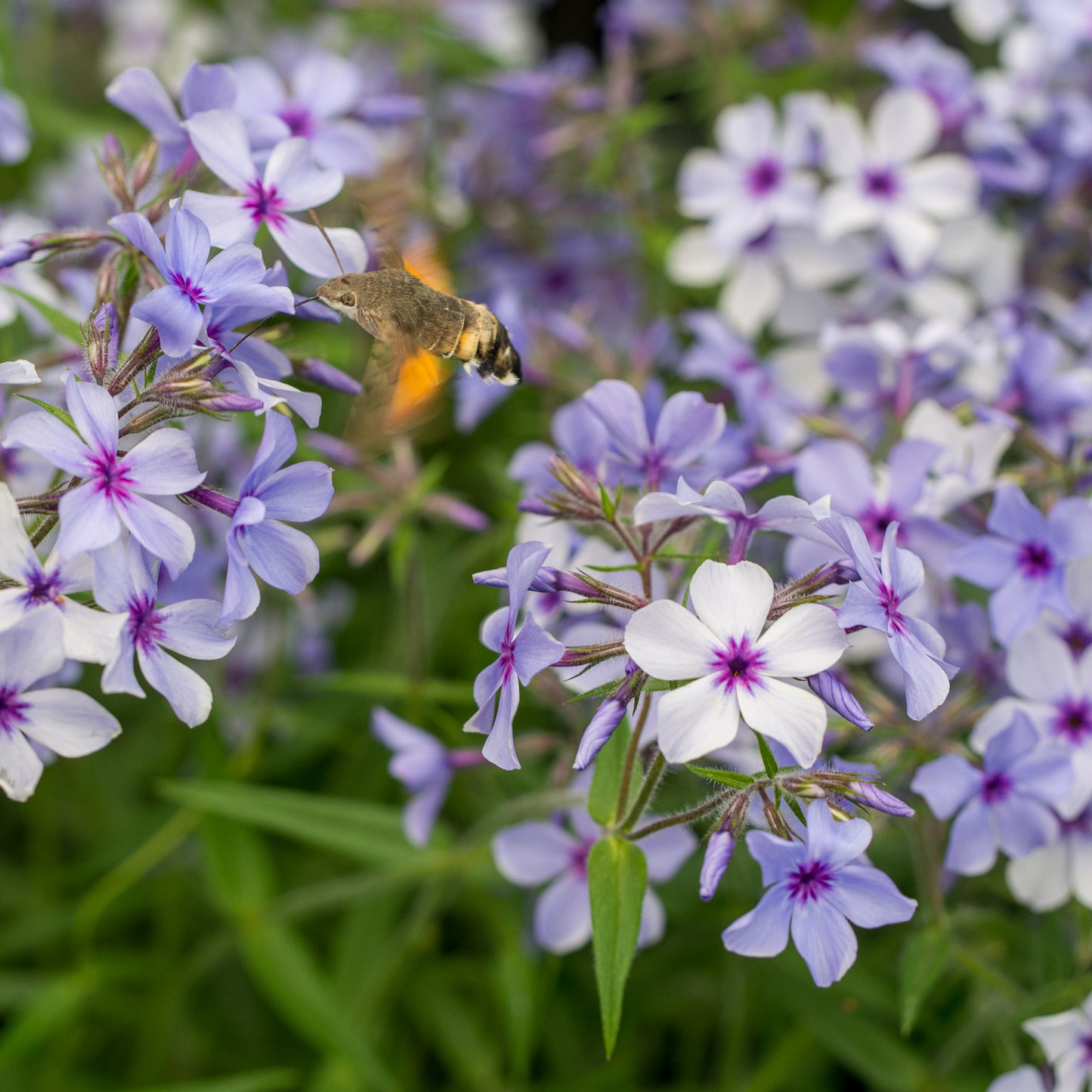 Phlox divaricata subsp.laphamii 'Chattahoochee' - Hardy's Cottage Garden Plants