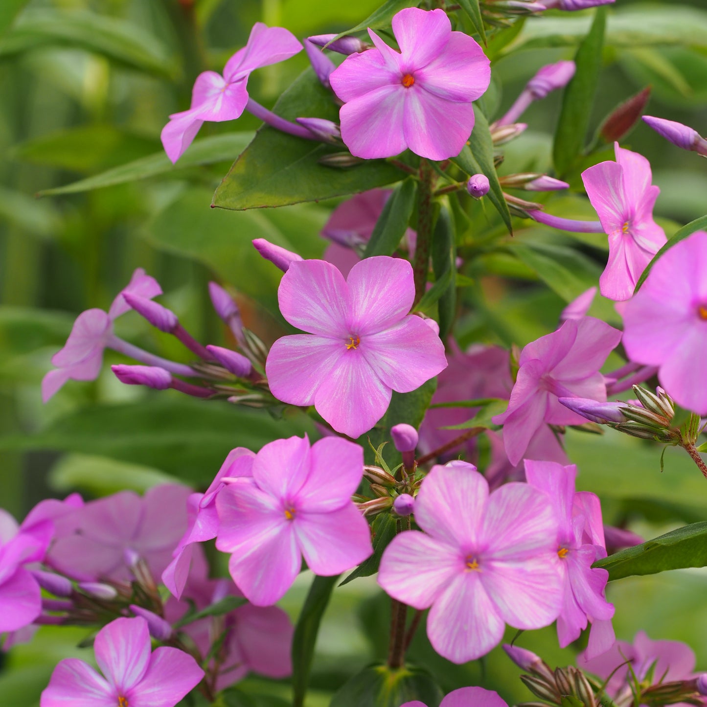 Phlox maculata 'Alpha'