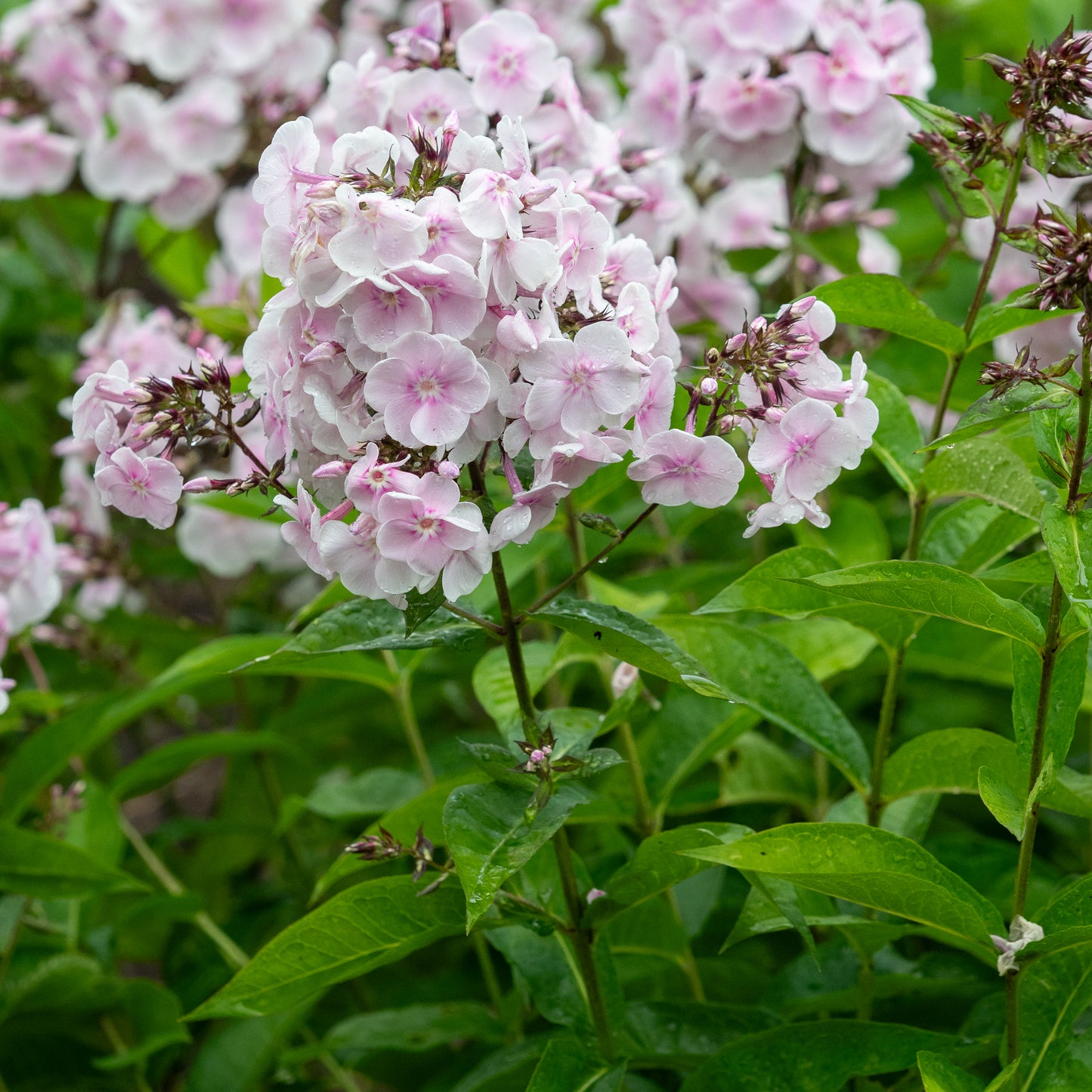 Phlox paniculata 'Monica Lynden-Bell'