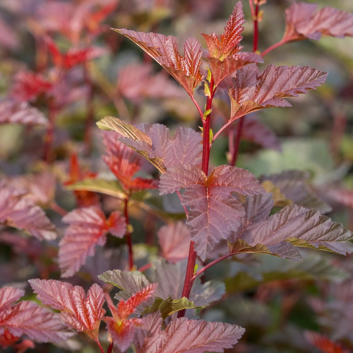 Physocarpus opulifolius 'Lady in Red' foliage — rich red and bronze toothed leaves on vivid red stems