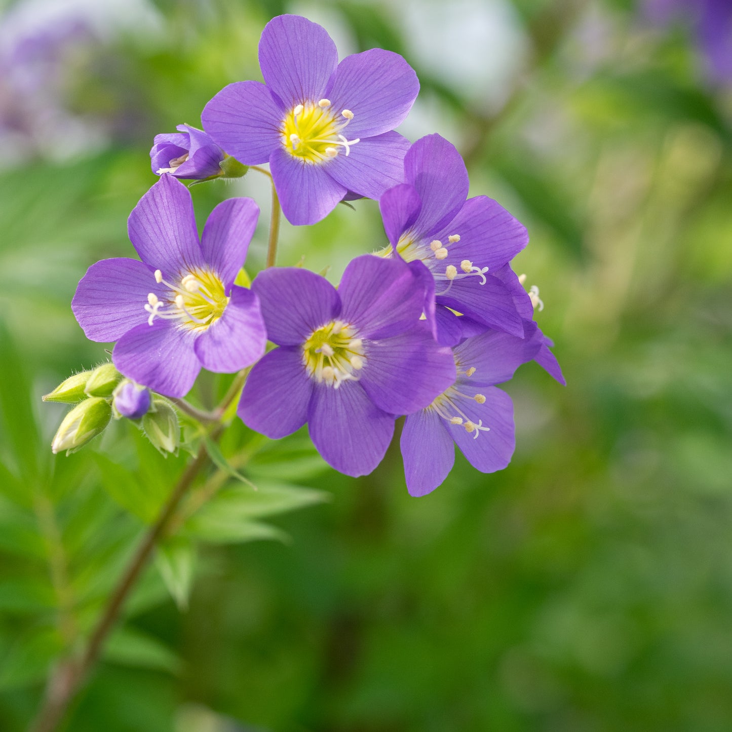 Polemonium 'Lambrook Mauve' - Hardy's Cottage Garden Plants