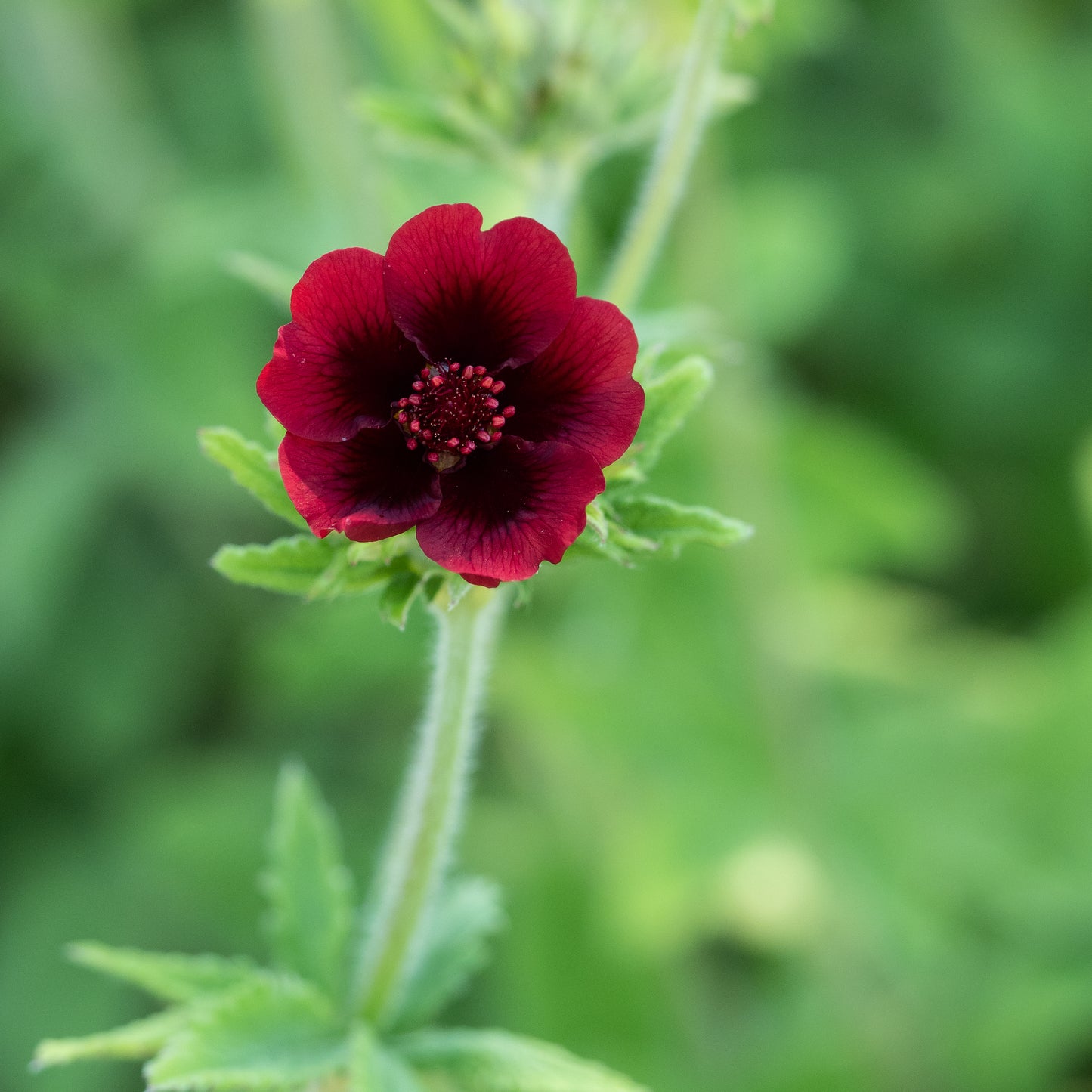 Potentilla thurberi 'Monarch's Velvet'