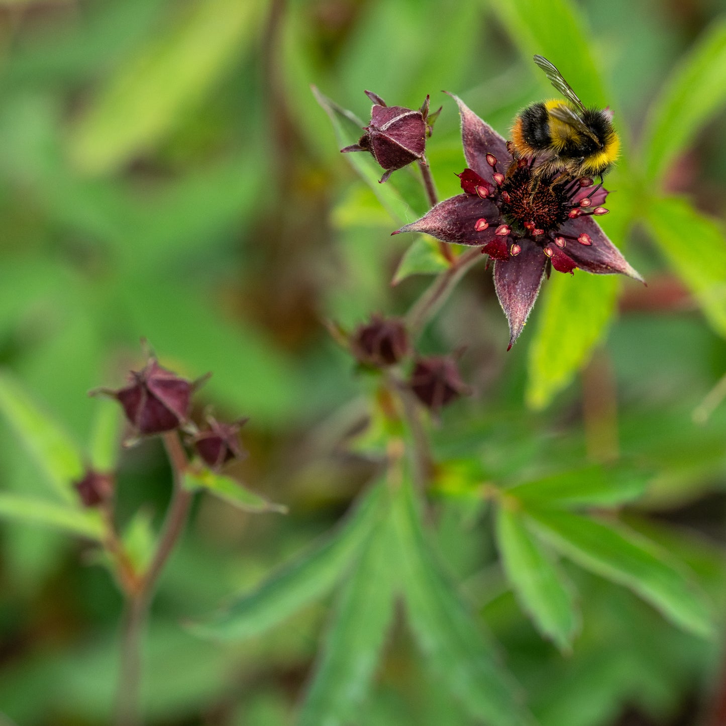 Potentilla palustris - Hardy's Cottage Garden Plants