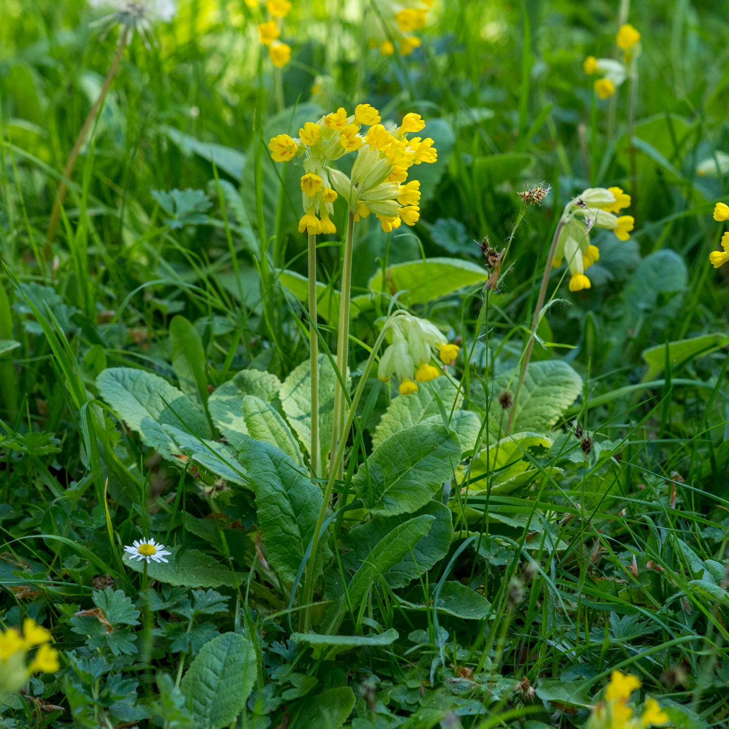 Primula veris