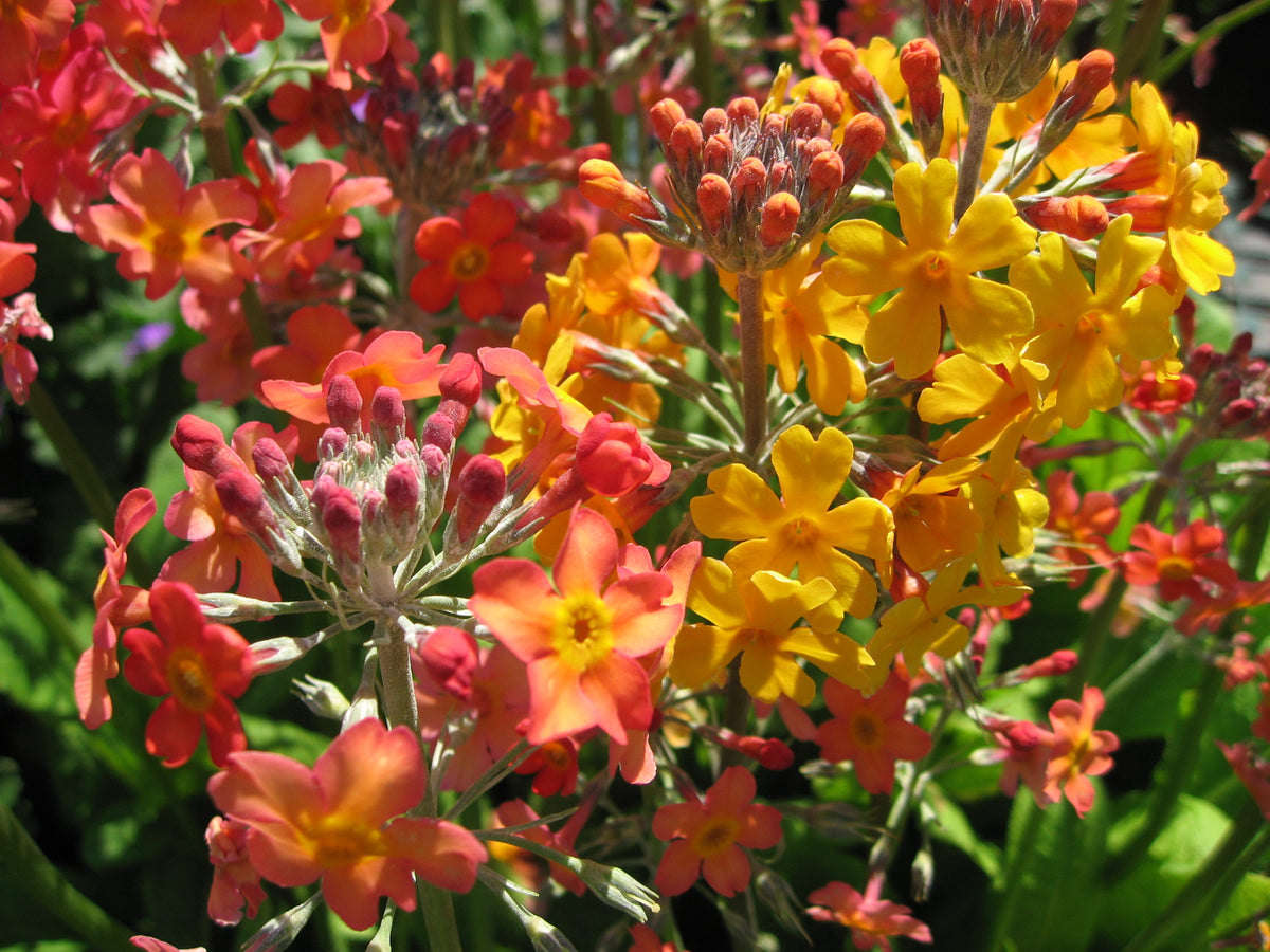 Rosy Hardy Talks 2027: Early Spring Flowering Perennials