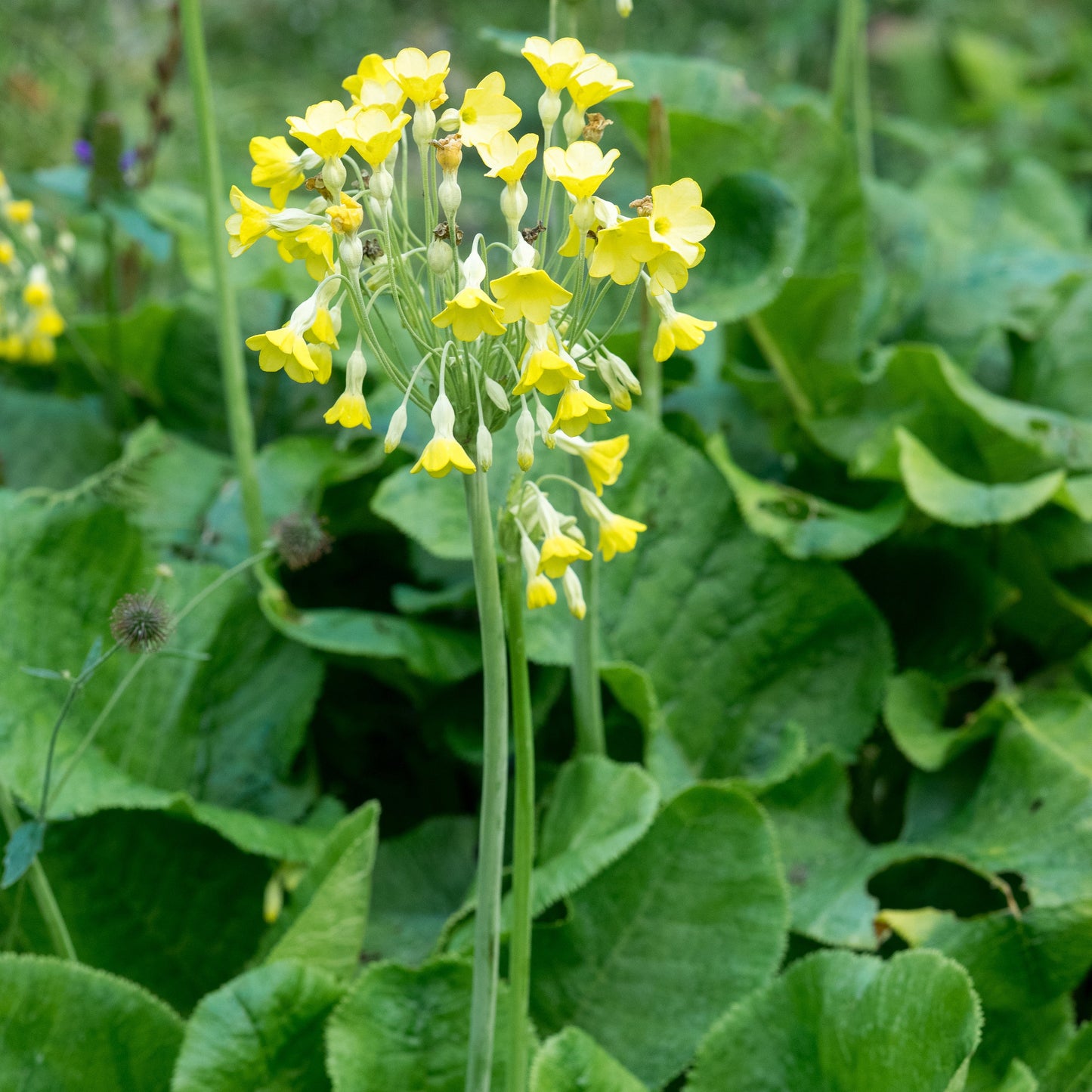 Primula florindae