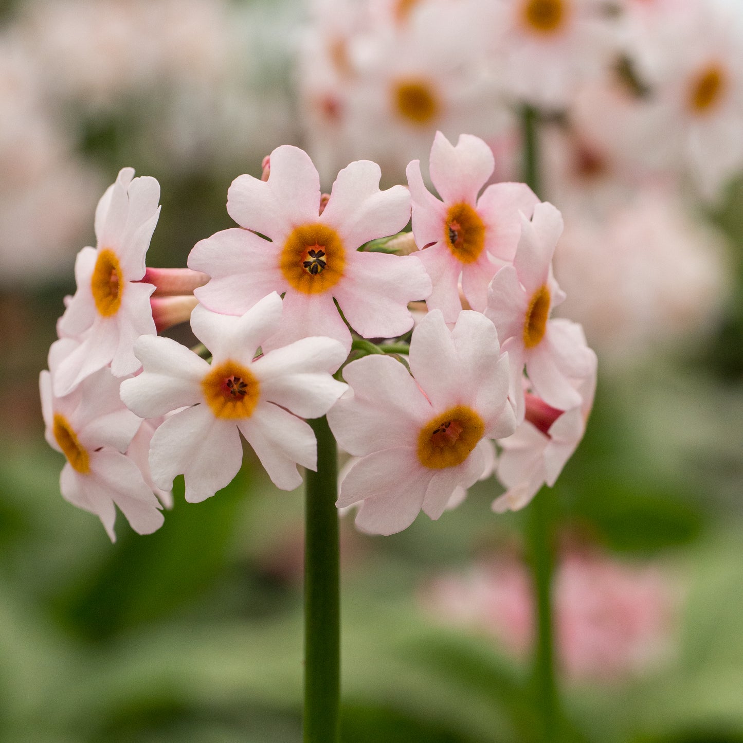 Primula japonica 'Alba'