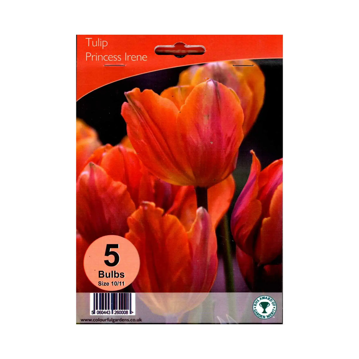 Tulipa ‘Princess Irene’