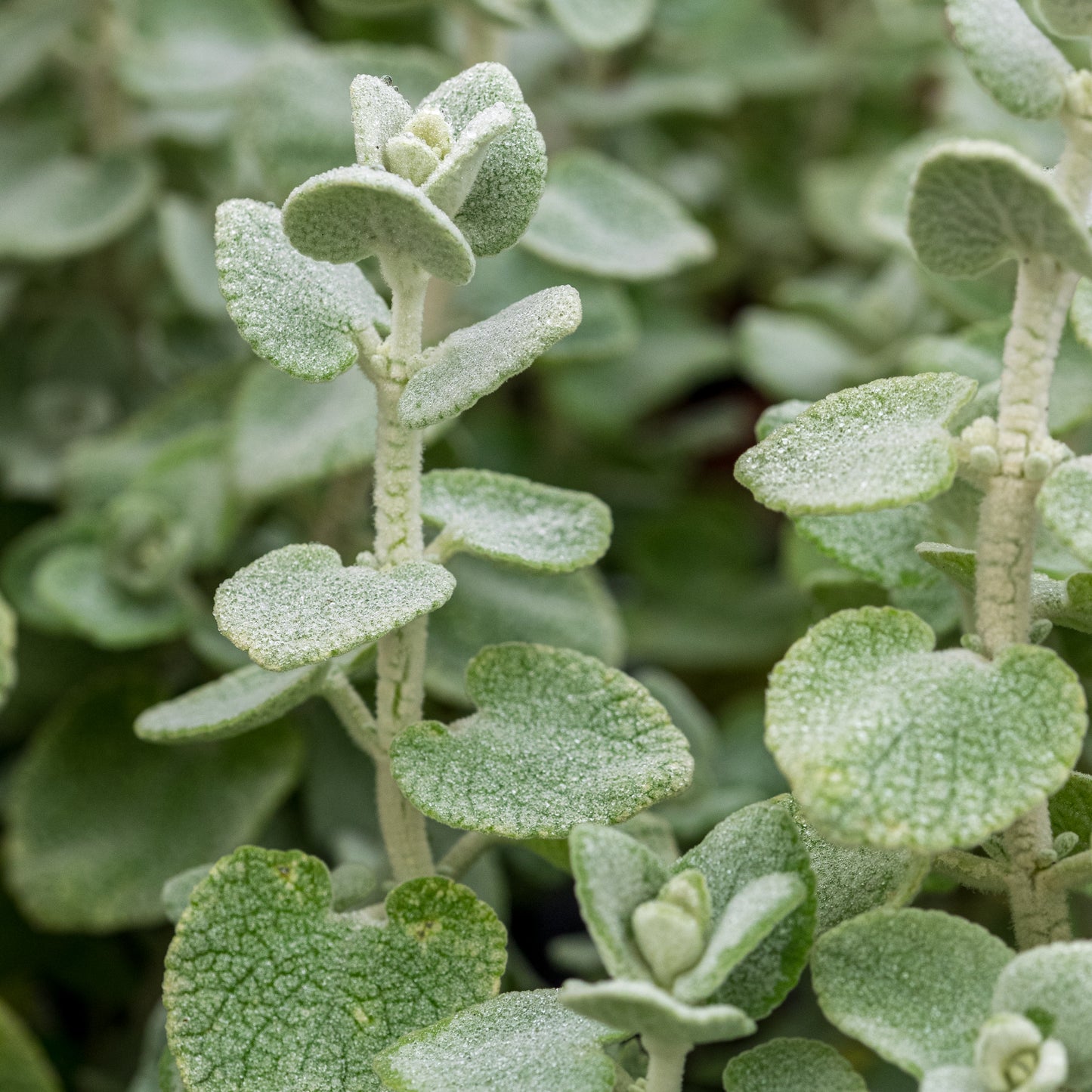Pseudodictamnus mediterraneus