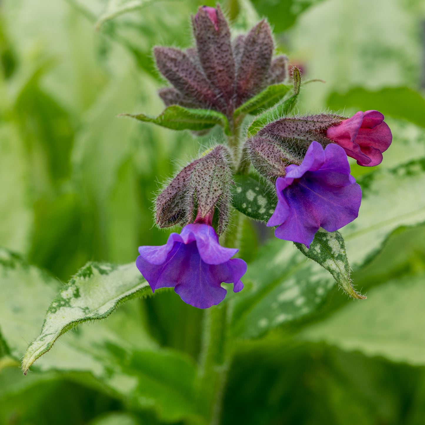 Pulmonaria 'Diana Clare'