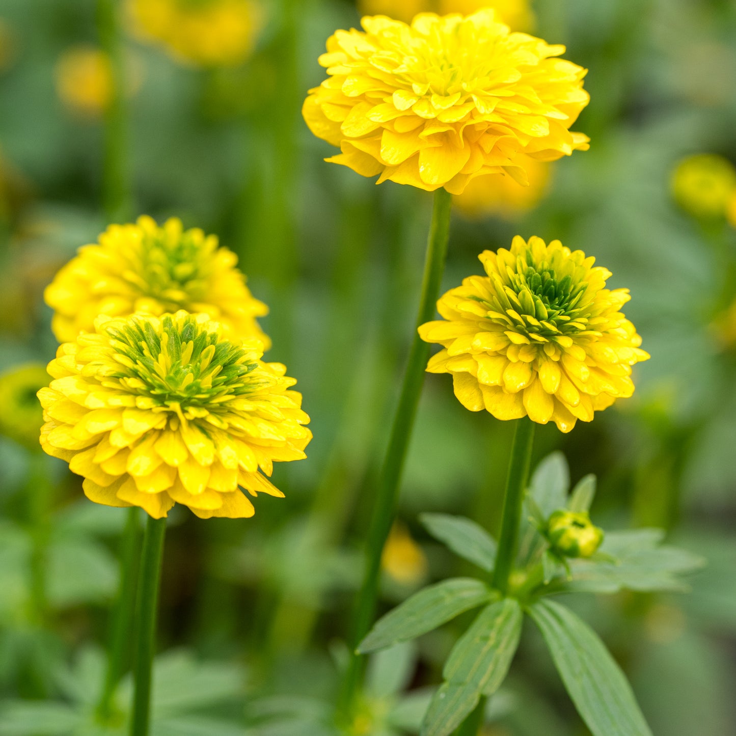 Ranunculus montanus double-flowered