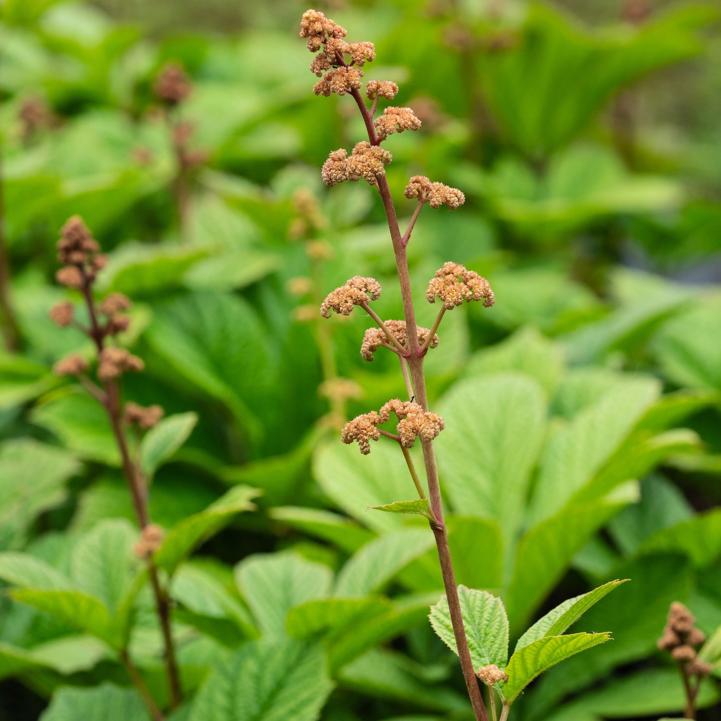 Rodgersia 'Irish Bronze' - Hardy's Cottage Garden Plants