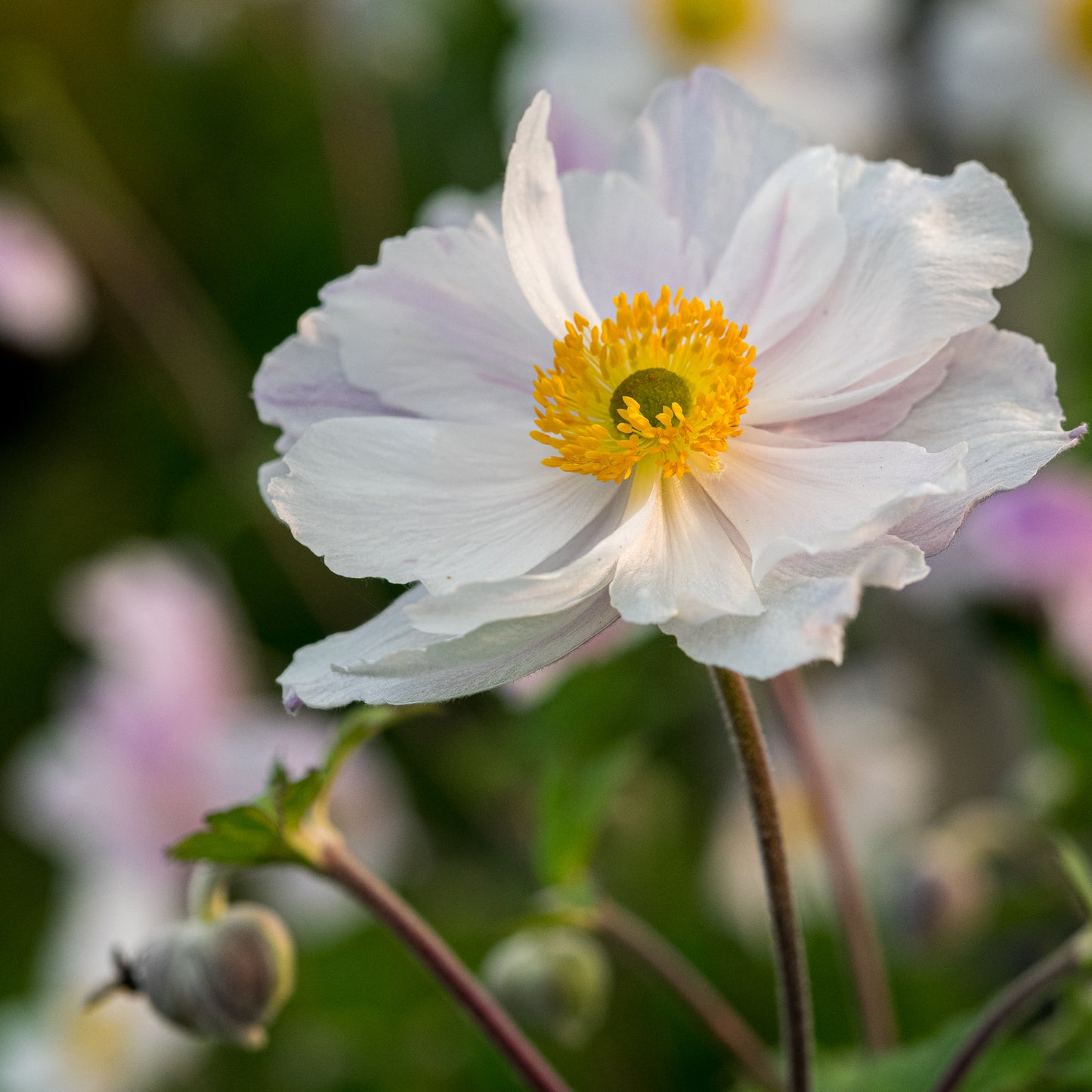 Rosy Hardy talk series: Late Summer Flowering Perennials 19 August 2026