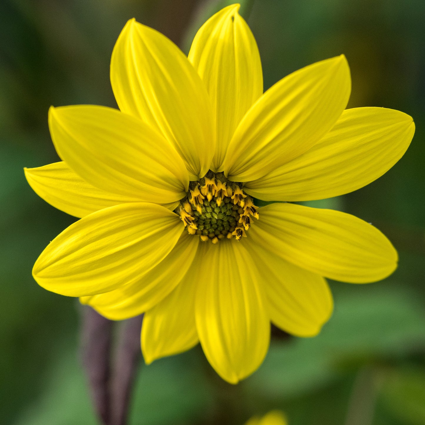 Rosy Hardy talk series: Early Autumn Flowering Perennials 9 September 2026 - Hardy's Cottage Garden Plants