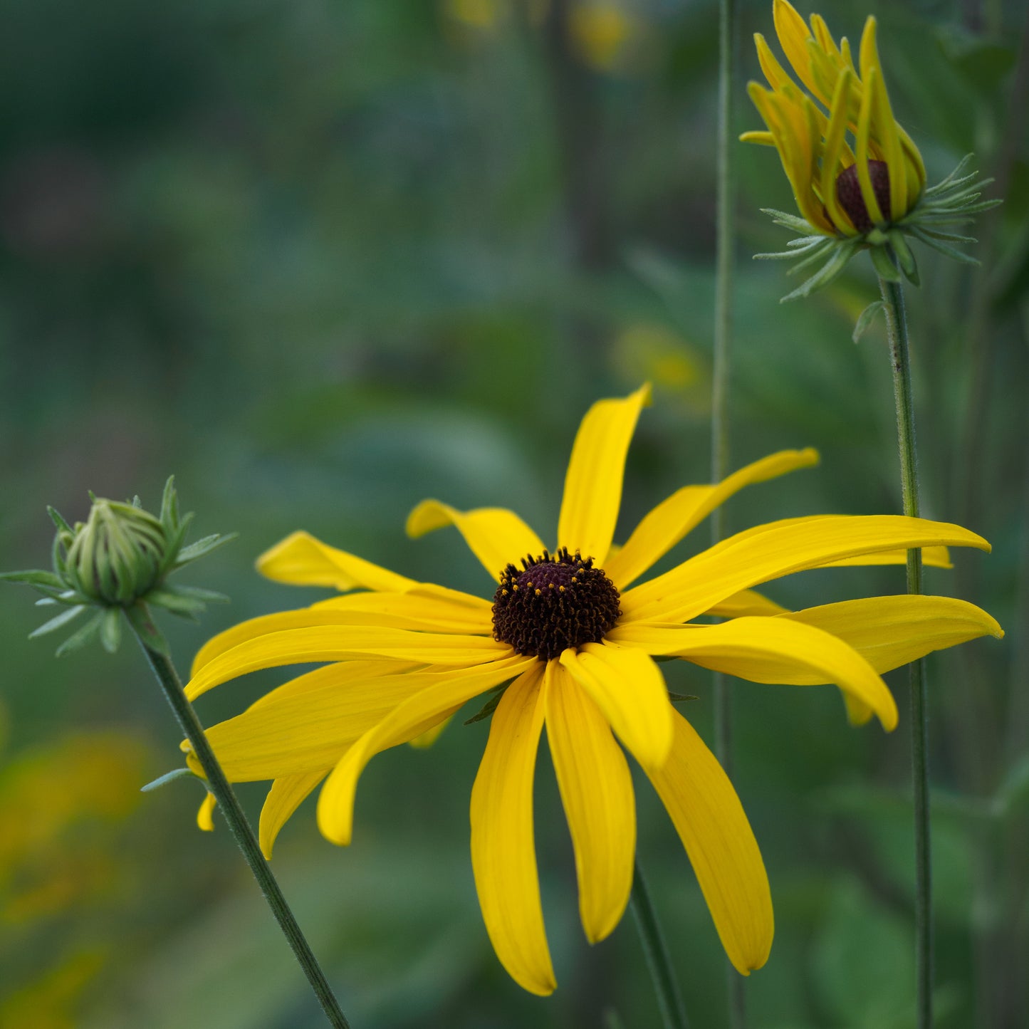 Rudbeckia 'Loofahsa Wheaten Gold' - Hardy's Cottage Garden Plants