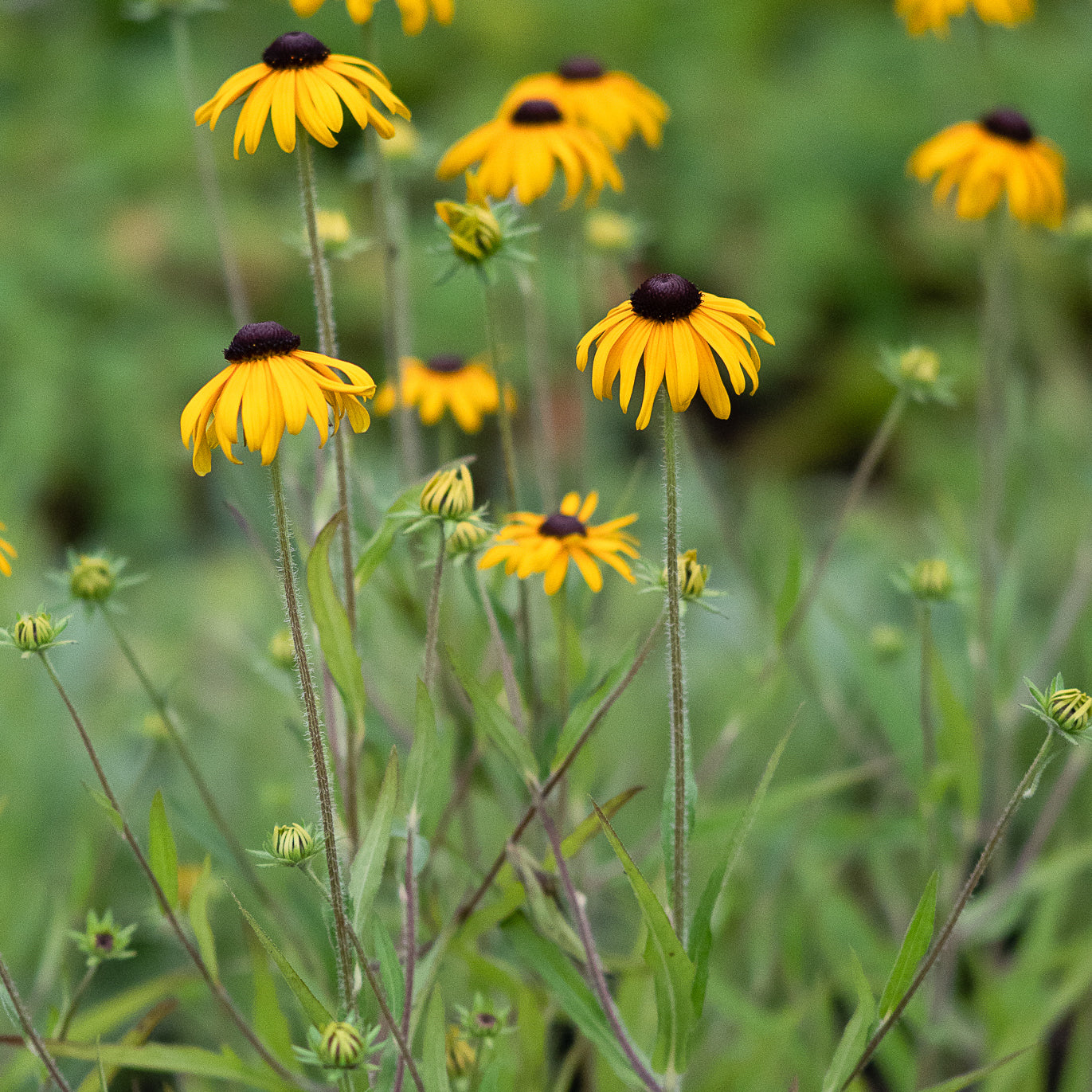 Rudbeckia fulgida var. speciosa